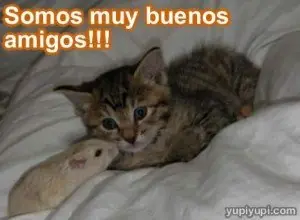 gatos