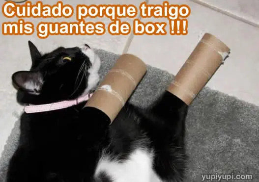 gatitos