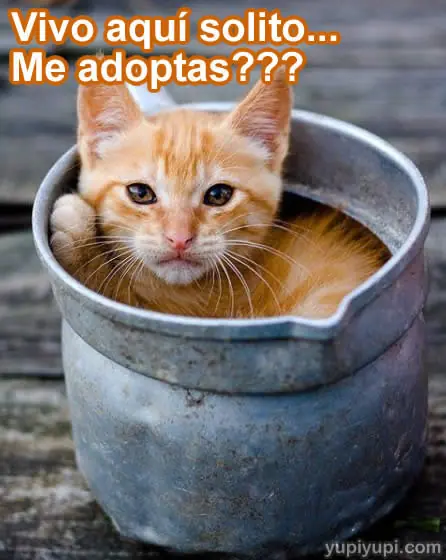 Humor Grafico