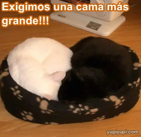imagenes chistosas