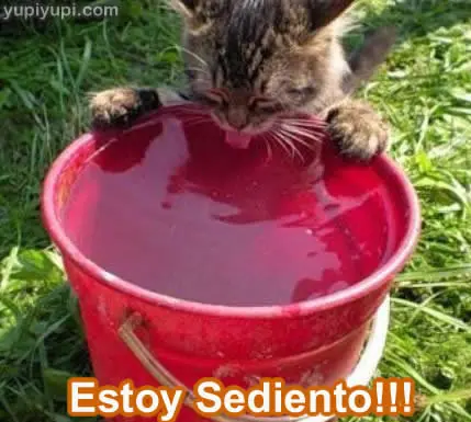 gatos