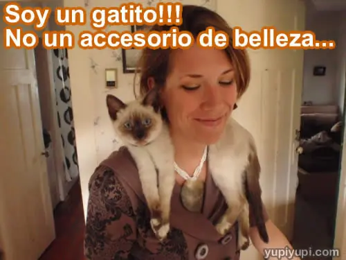 Imagenes  y  frase con gatitos