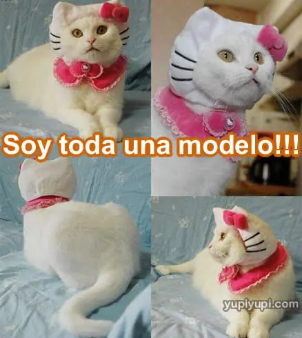 gatos