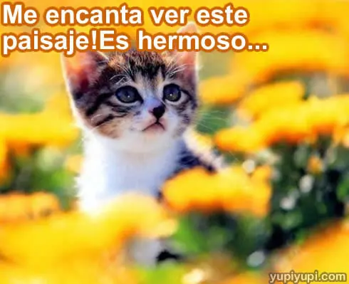 gatitos