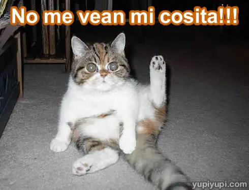 imagenes chistosas