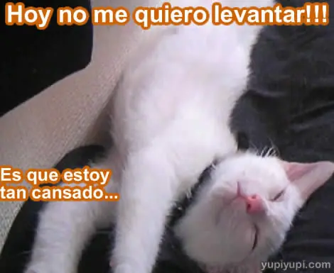 imagenes chistosas