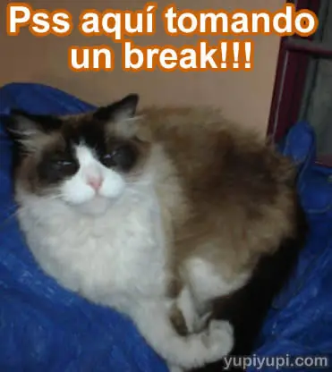 gatos
