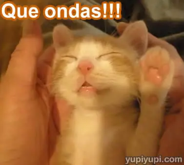 gatitos