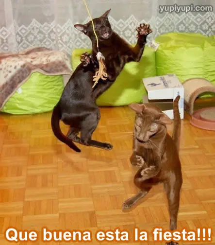 gatitos