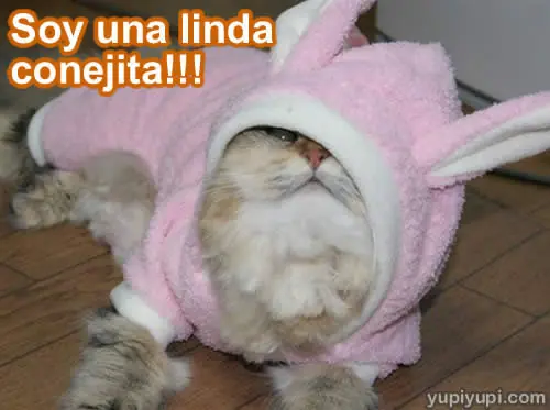 gatitos