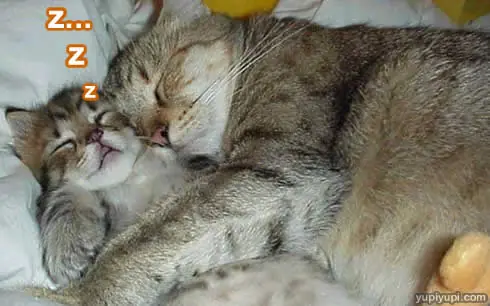 gatos