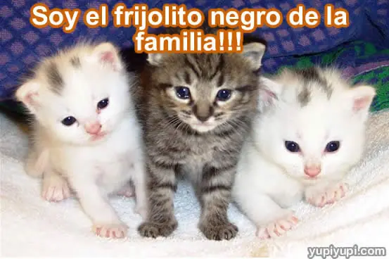 gatos