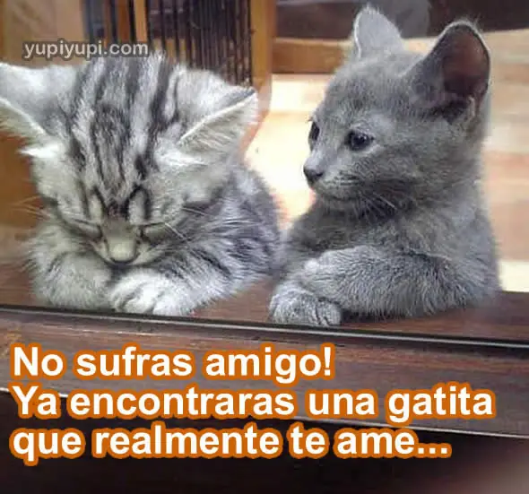 Humor Grafico