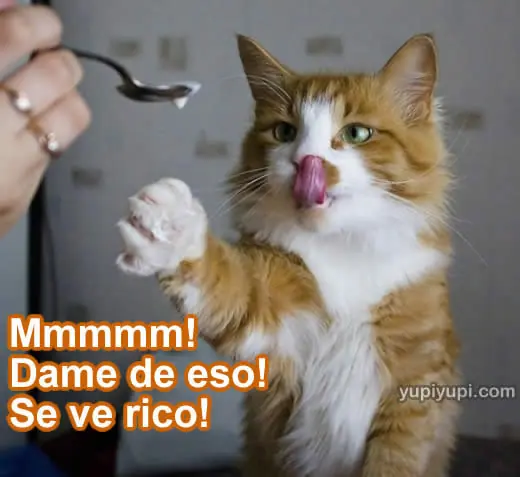 gatitos