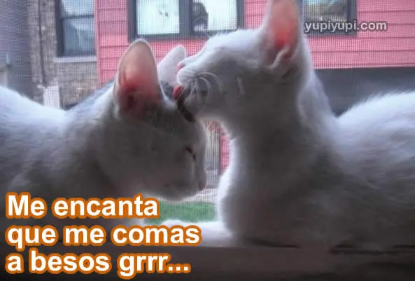 Humor Grafico