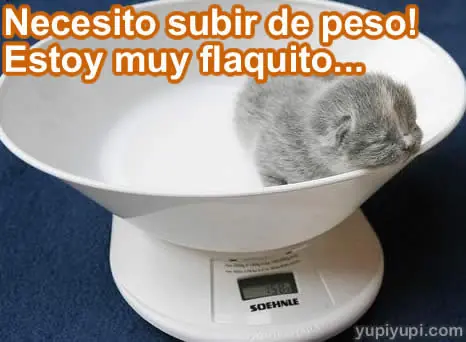 Imagenes  y  frase con gatitos