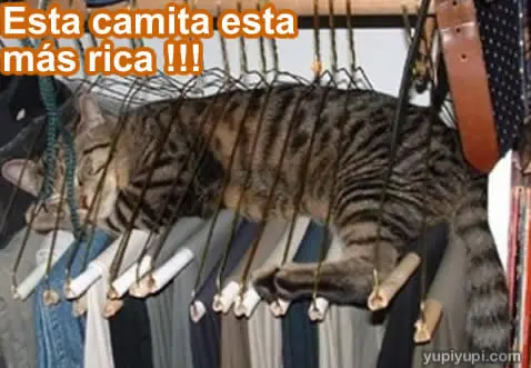 Imagenes  y  frase con gatitos