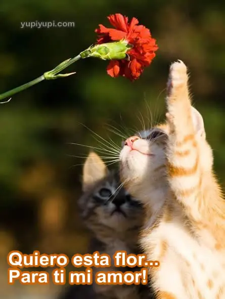 imagenes chistosas