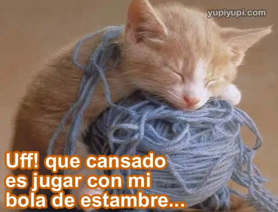 gatitos