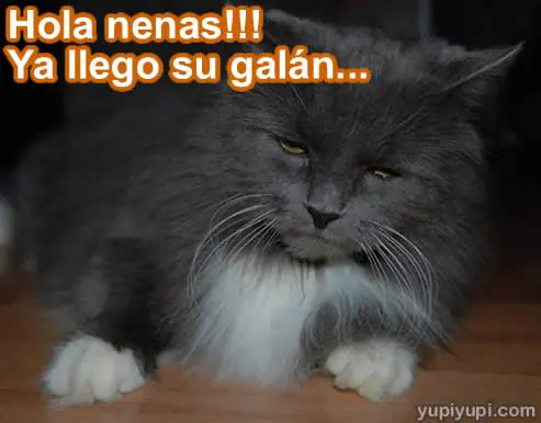 Imagenes  y  frase con gatitos