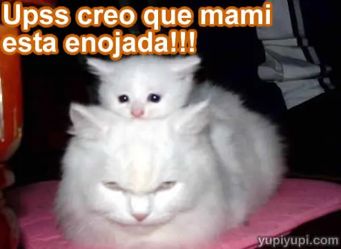 Imagenes  y  frase con gatitos