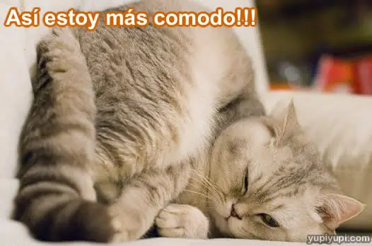 gatos