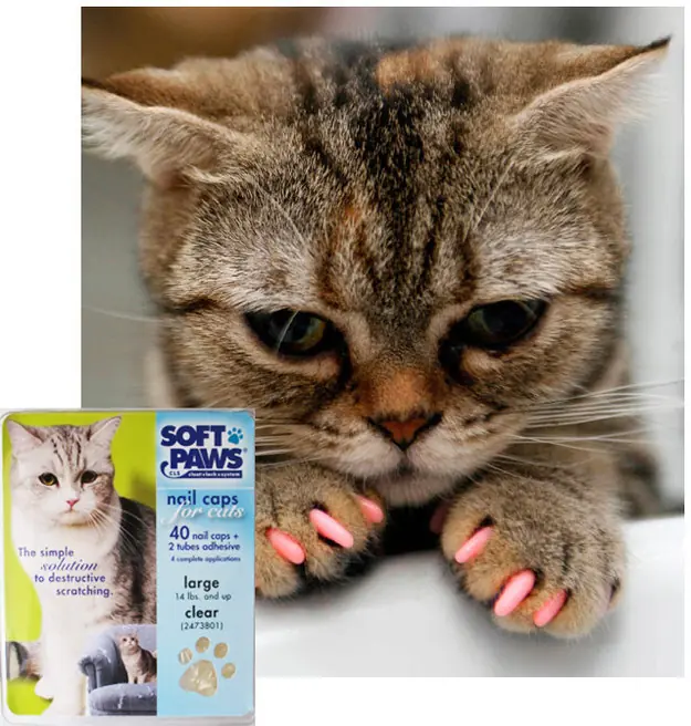 Tienes gatos? Estos tips te pueden servir!