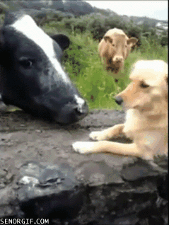 Gifs