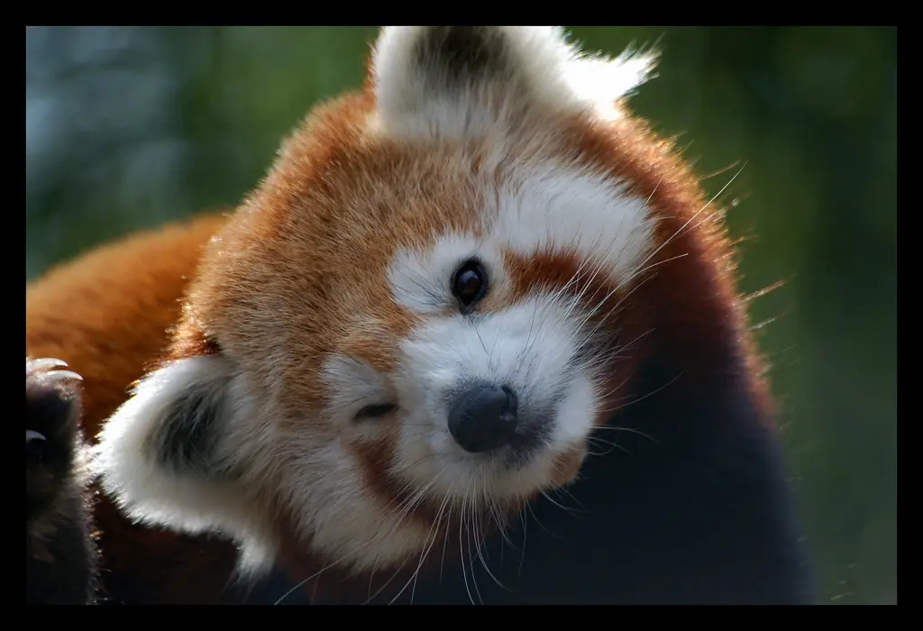 firefox existe!!!!! no es zorro