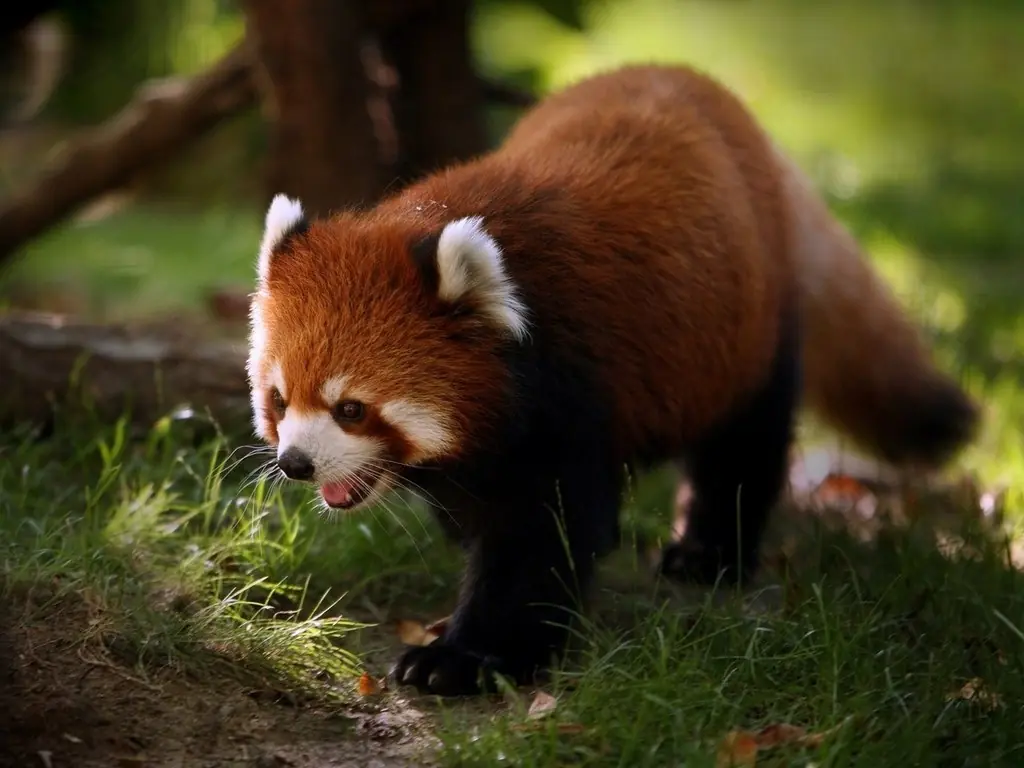 Firefox
