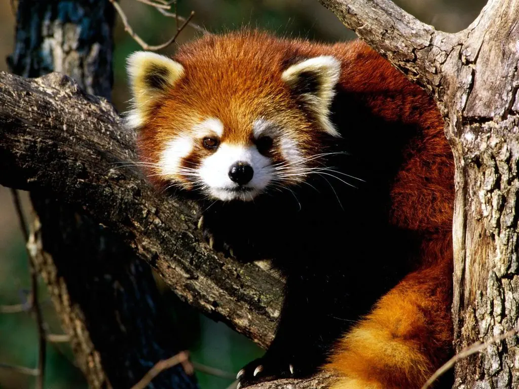 animal
