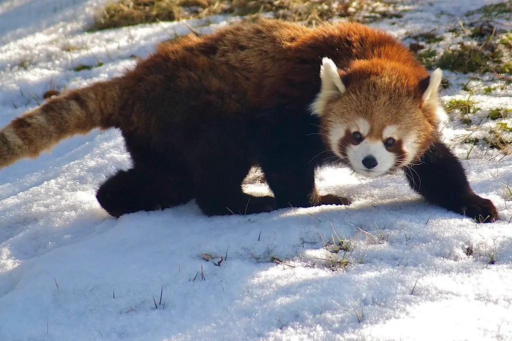 firefox existe!!!!! no es zorro