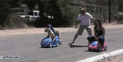 perros