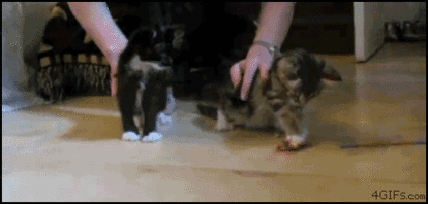 Gifs que quedan mucho mejor, combinados!