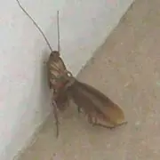 cucaracha