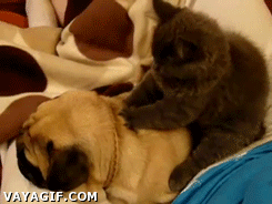 Gifs