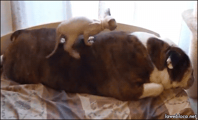 Animales