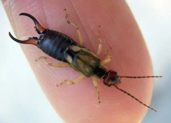 larvas