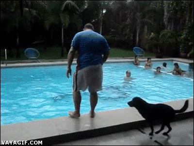 Animales
