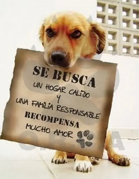 adoptar