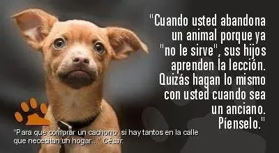 perros