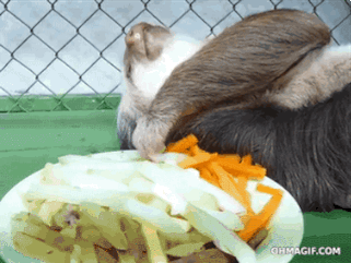 39 casos de animales que debes ver