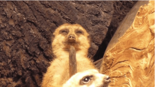 39 casos de animales que debes ver