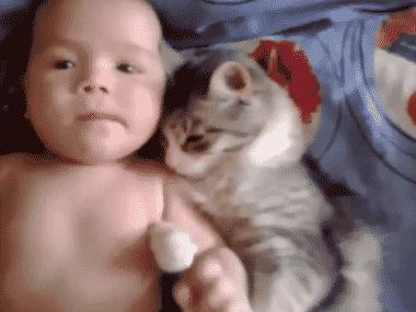 39 casos de animales que debes ver
