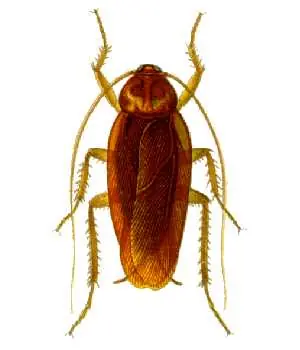 Cómo identificar una cucaracha