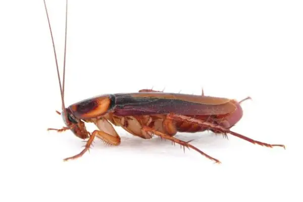 bichos