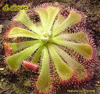 ecologia