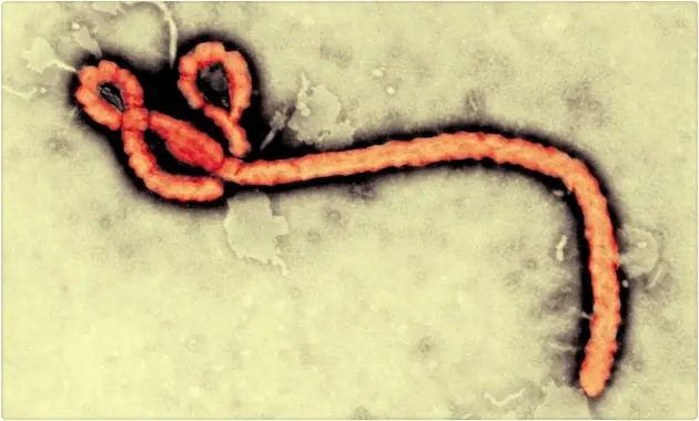 Virus del ébola es una nueva cepa