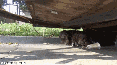 39 casos de animales que debes ver
