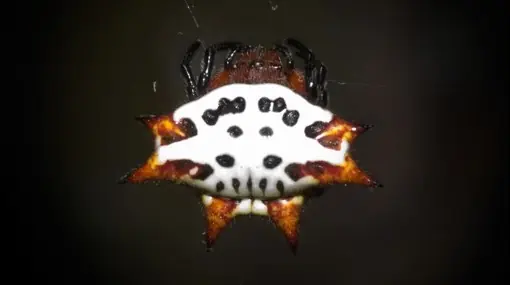 La Araña Espinuda